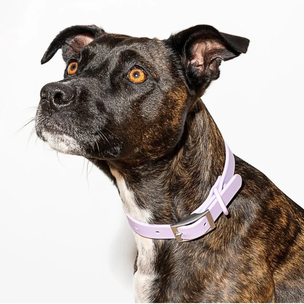 Wild One Collar - Lilac - XS (7